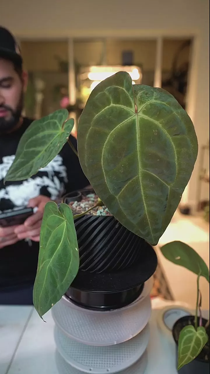 Anthurium SKG X papi + Diagonal Swipe 5in Sw thumbnail