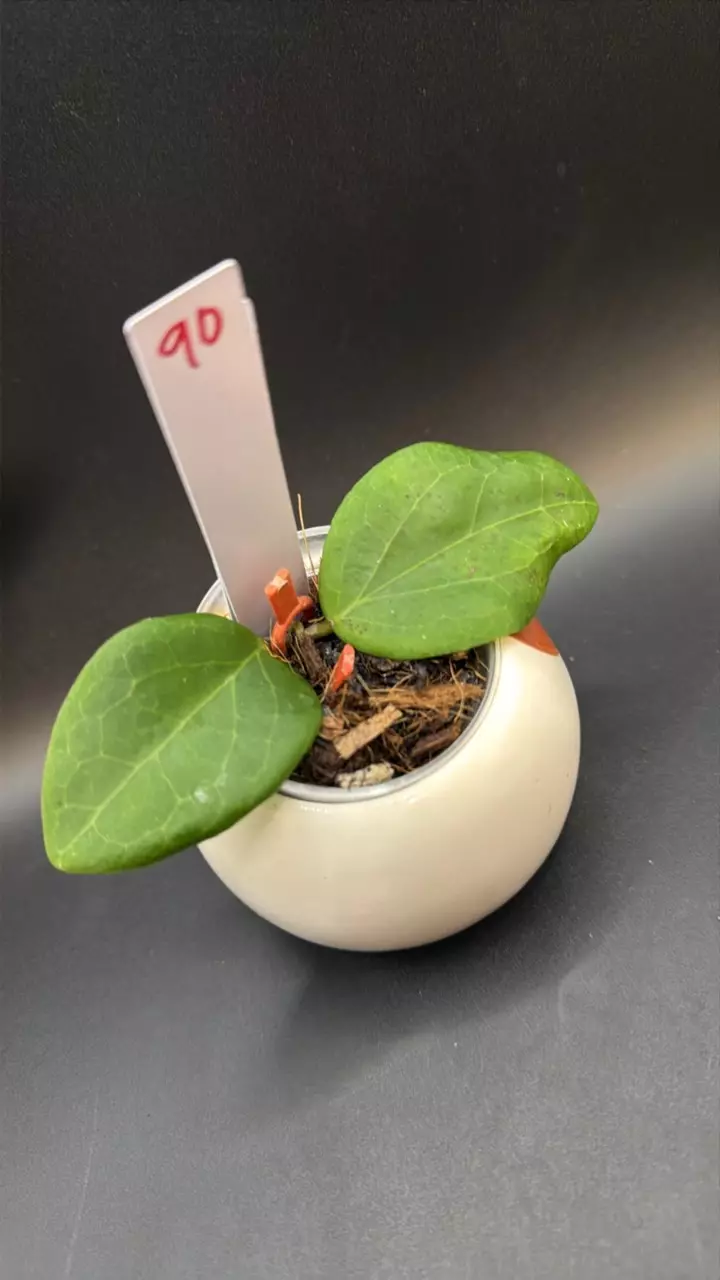 Hoya ‘Enchantress shadow’ RGB002 #90 thumbnail