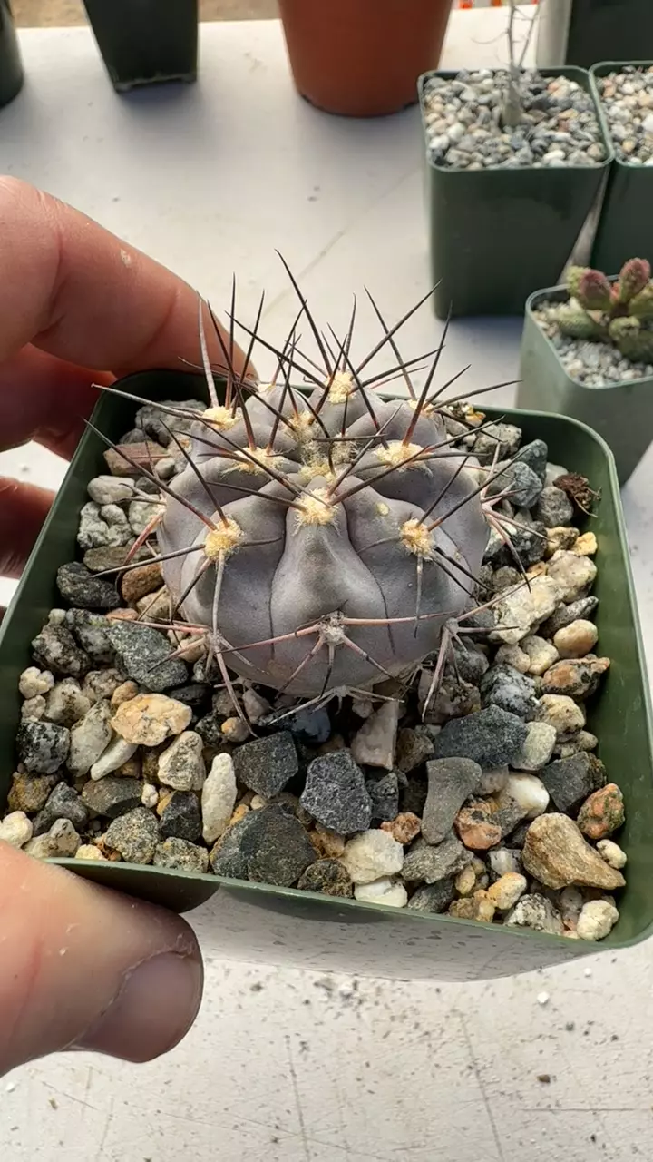 GC Acanthocalycium glaugum thumbnail