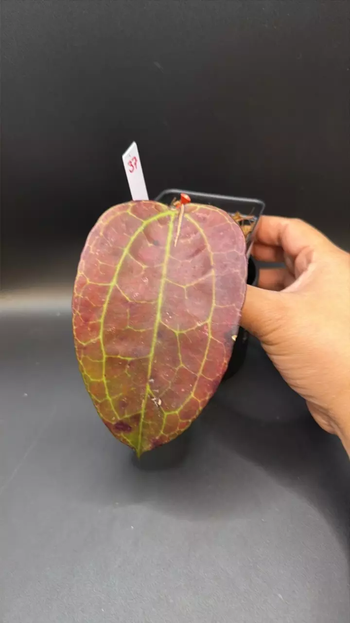 Hoya sp. IV form WMZ #37 thumbnail