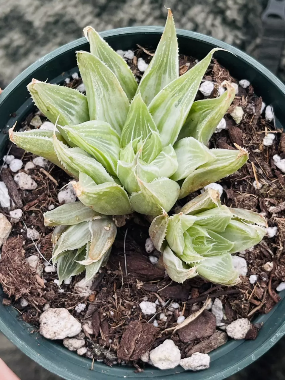 Haworthia Retusa Variegated Ghost 3.5” thumbnail