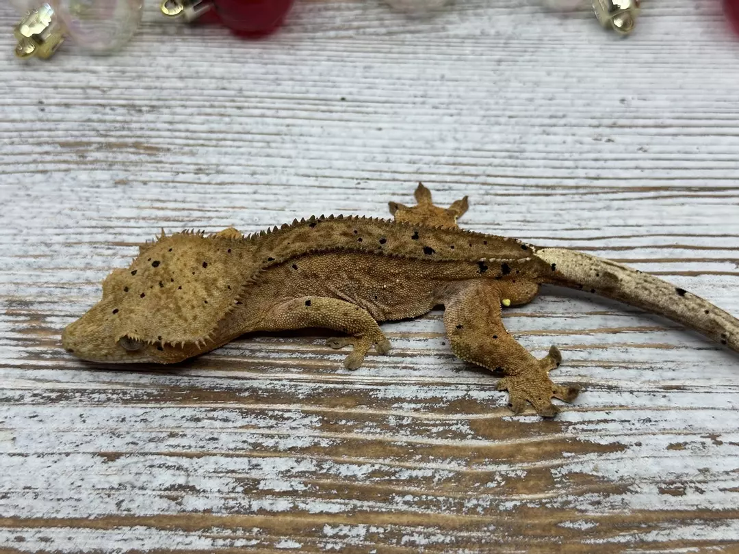 555r3 29g male Yellow phantom Dalmatian thumbnail