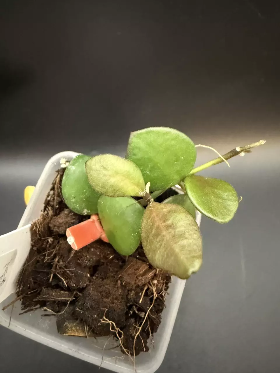 ❣️Hoya Carmelae thumbnail