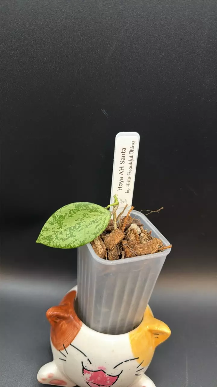 ❣️Hoya AH Santa thumbnail