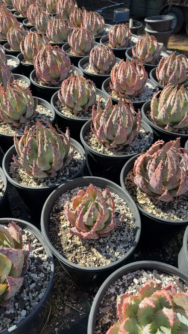 GC aloe peglerae 2gal pots thumbnail