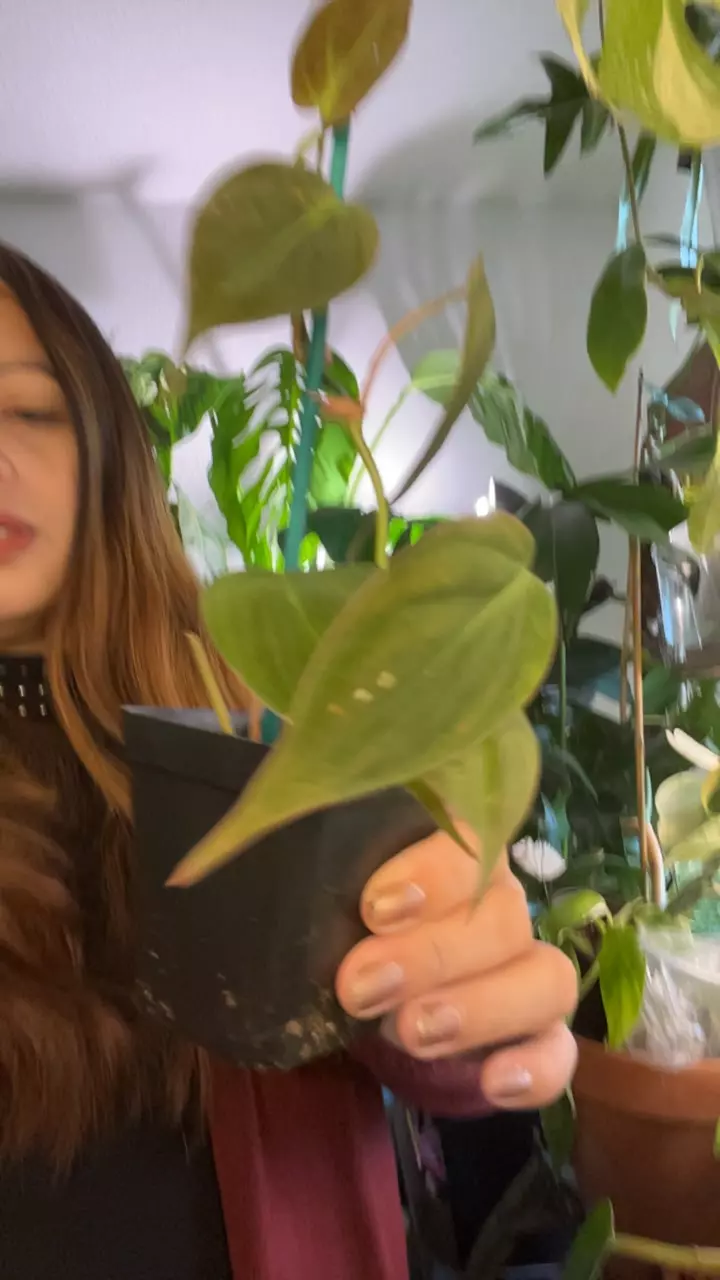 philodendron micans thumbnail