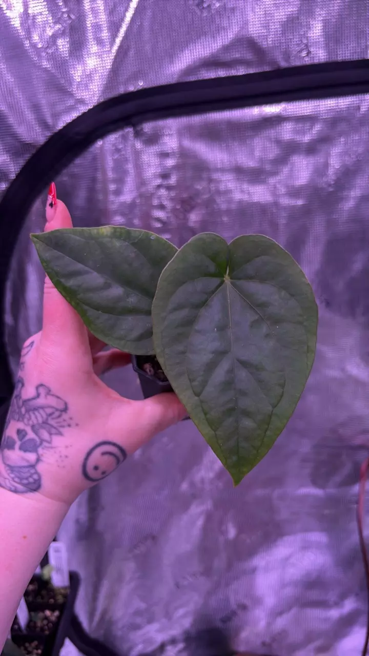 007 Kunayalense (PM5 x RA5) x PM3 (M) thumbnail