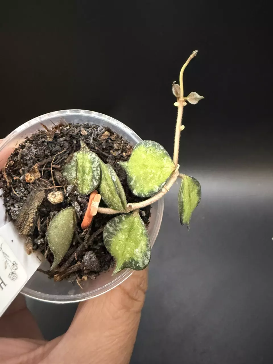 Variegated Hoya Curtisii #31 thumbnail