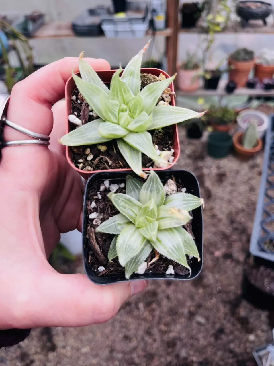 Haworthia Retusa Variegated Ghost 2” thumbnail