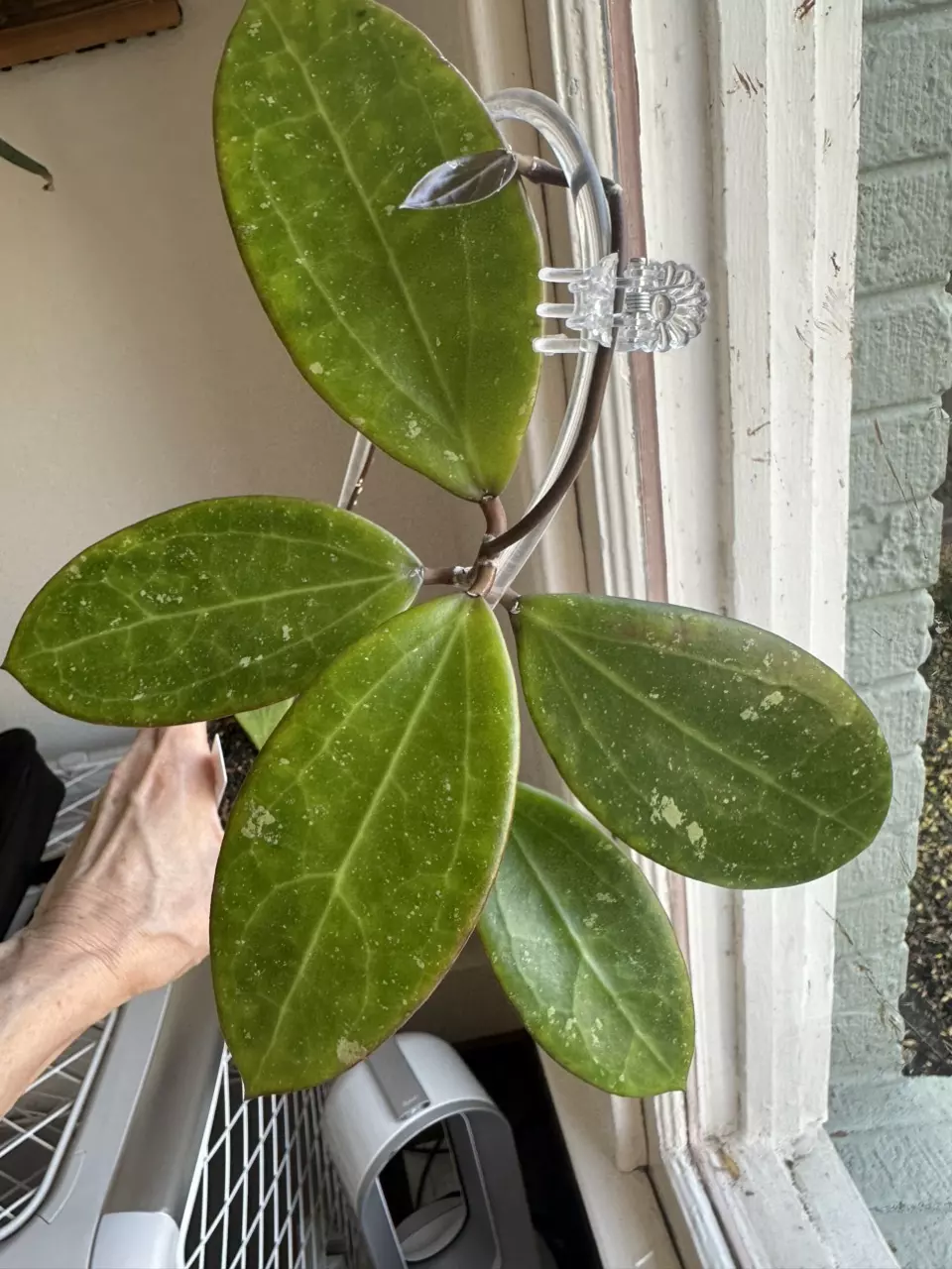 Hoya KGD294-AL5 ‘Hot Lips’ OP seed) - 4” Self-watering pot with acrylic trellis thumbnail