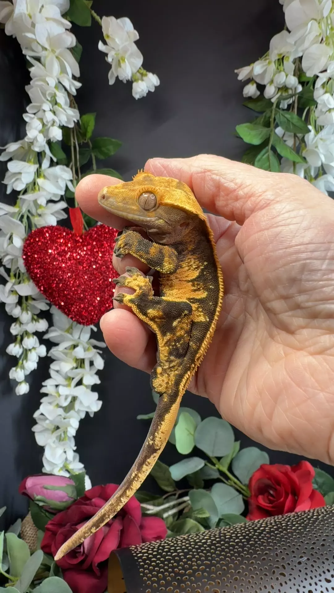 30g white tank male Pedro x WW crm pin thumbnail