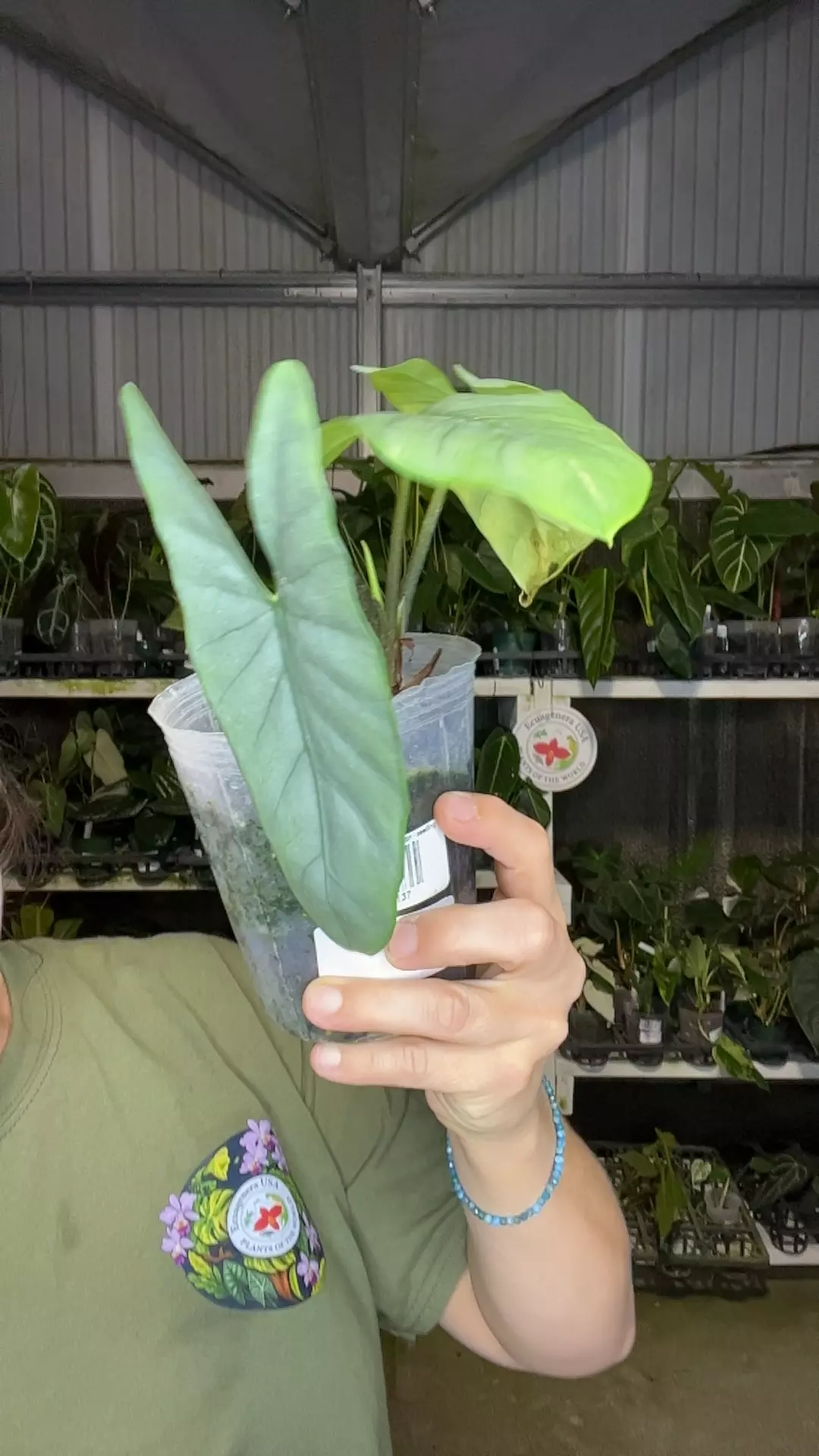 F093 Alocasia heterophylla Corazon thumbnail