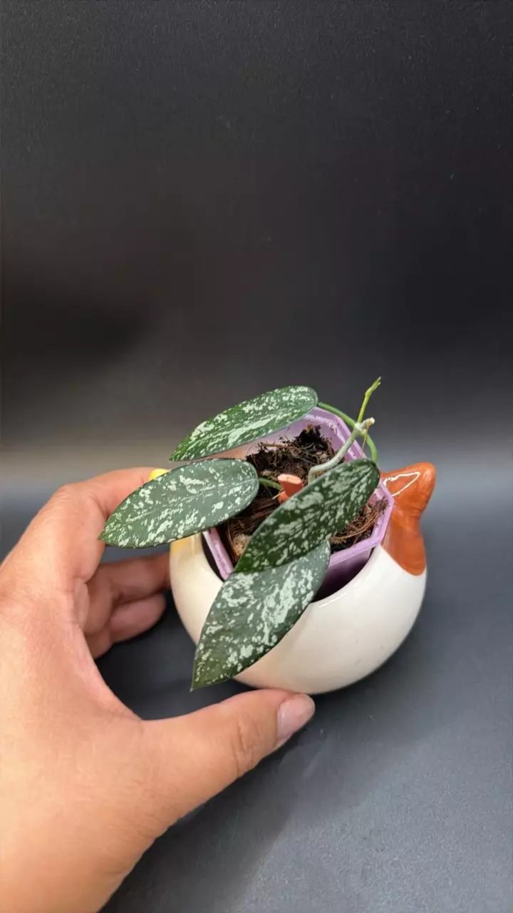 Hoya hon thom sungwookii 110 thumbnail