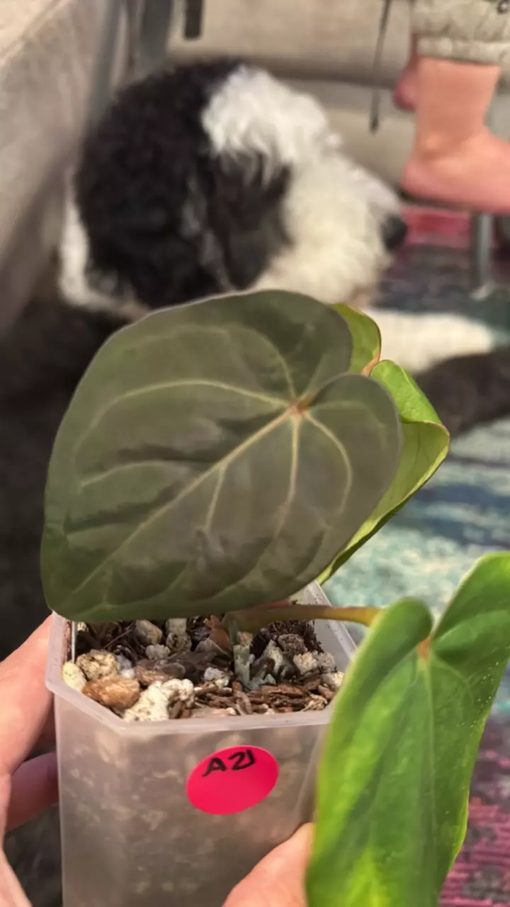 A21 HU KOS x Windy Dressleri thumbnail