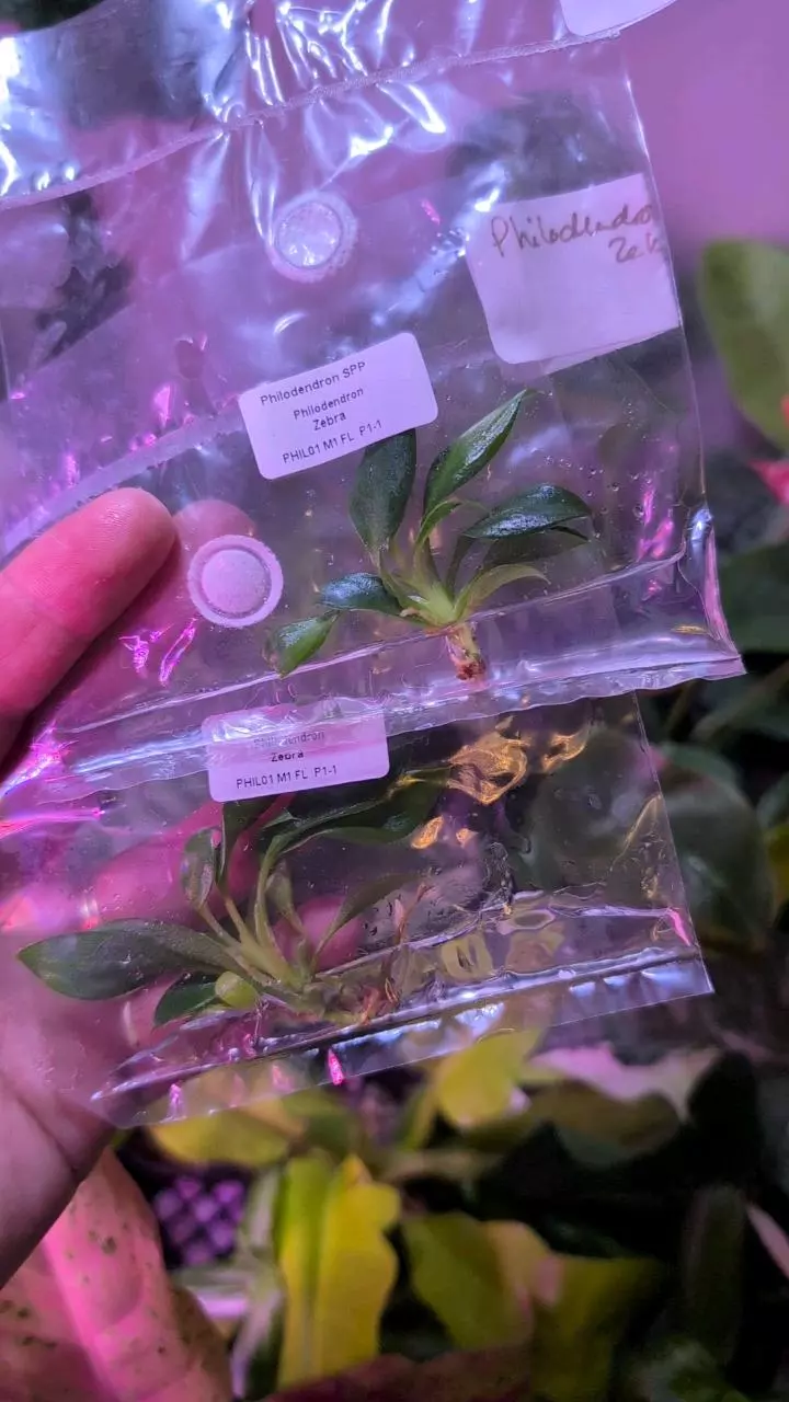 Philodendron zebra TC thumbnail