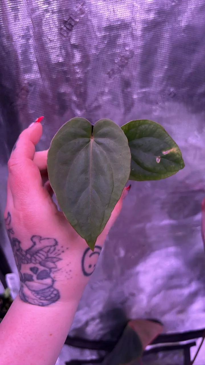 006 Kunayalense (RA5 x PM5) x PM3 (M) thumbnail