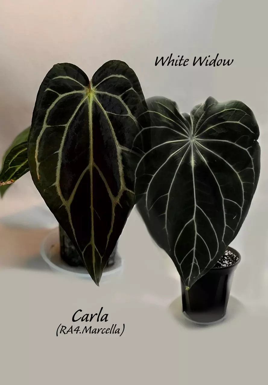 Carla x white widow thumbnail