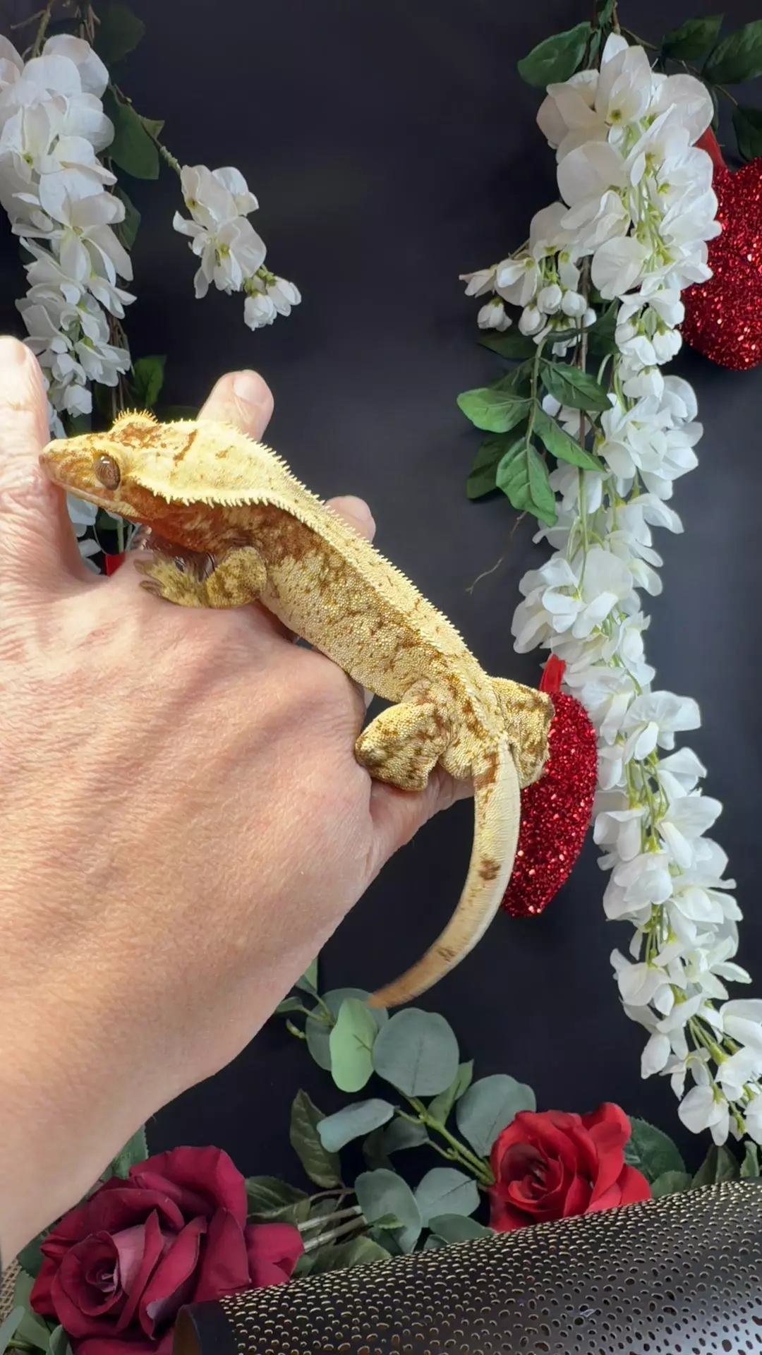 Tara Leigh 38g male high crm red 23JagIva1112 thumbnail