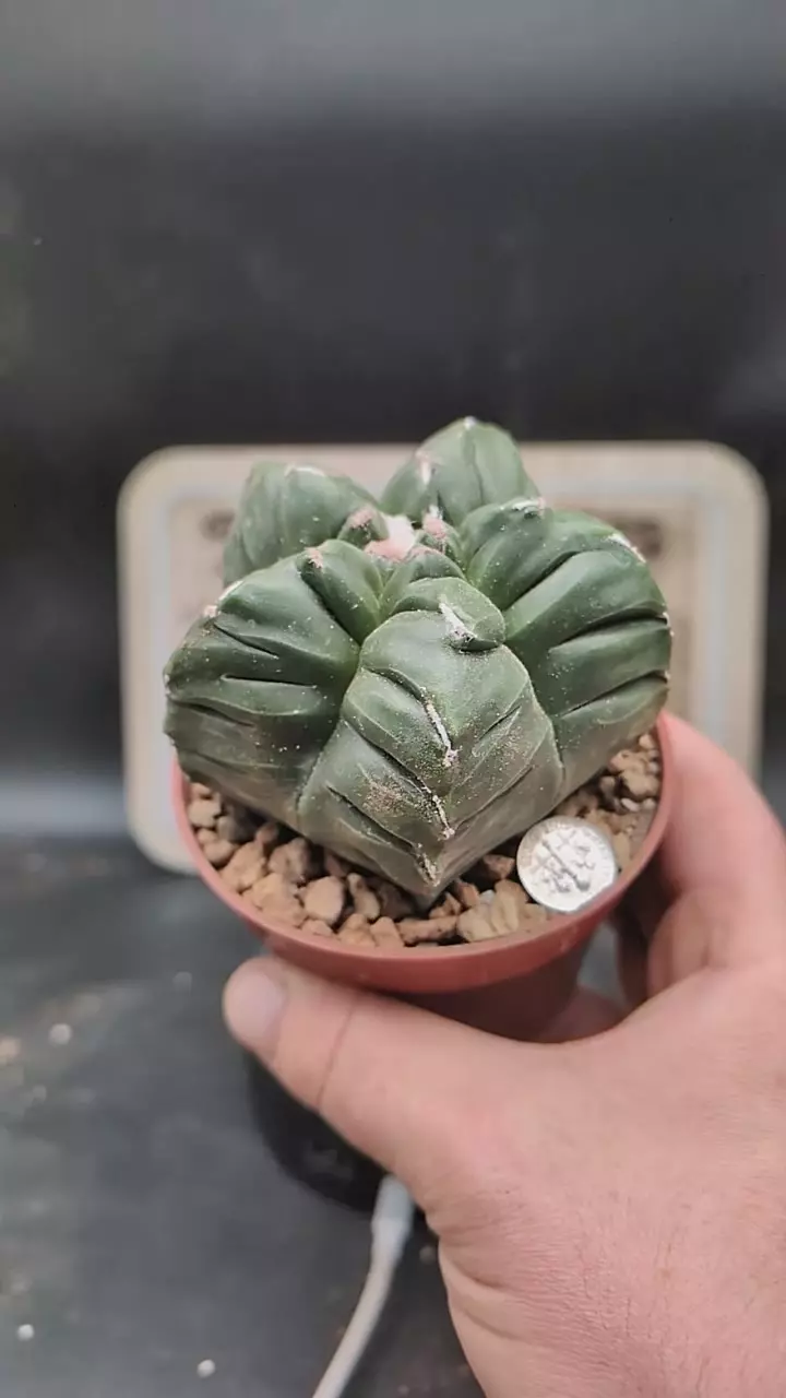 q263 Astro myrio kikko, weird one 4" pot thumbnail