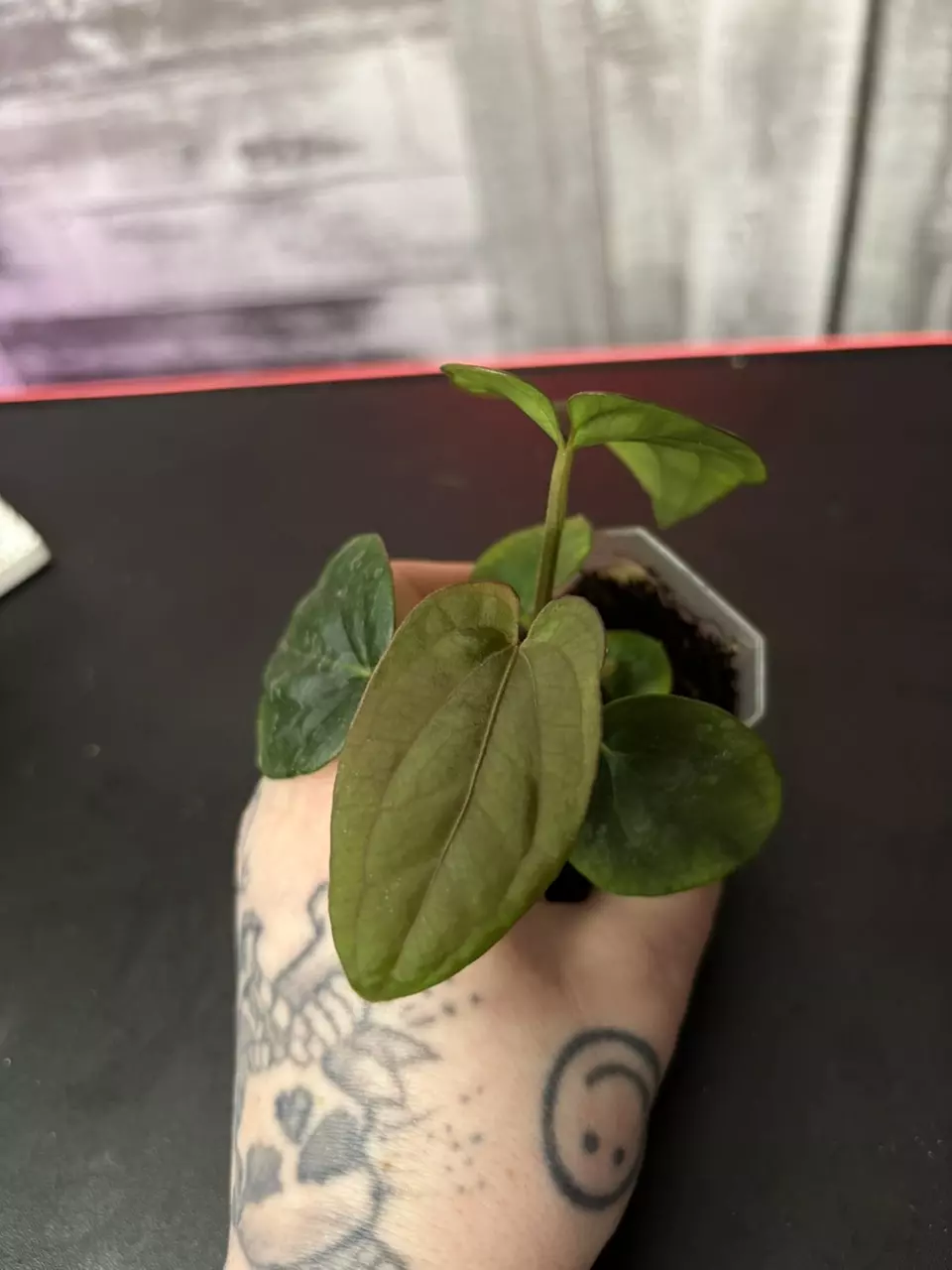 NSE Dress S1 x Nov DF (N) thumbnail