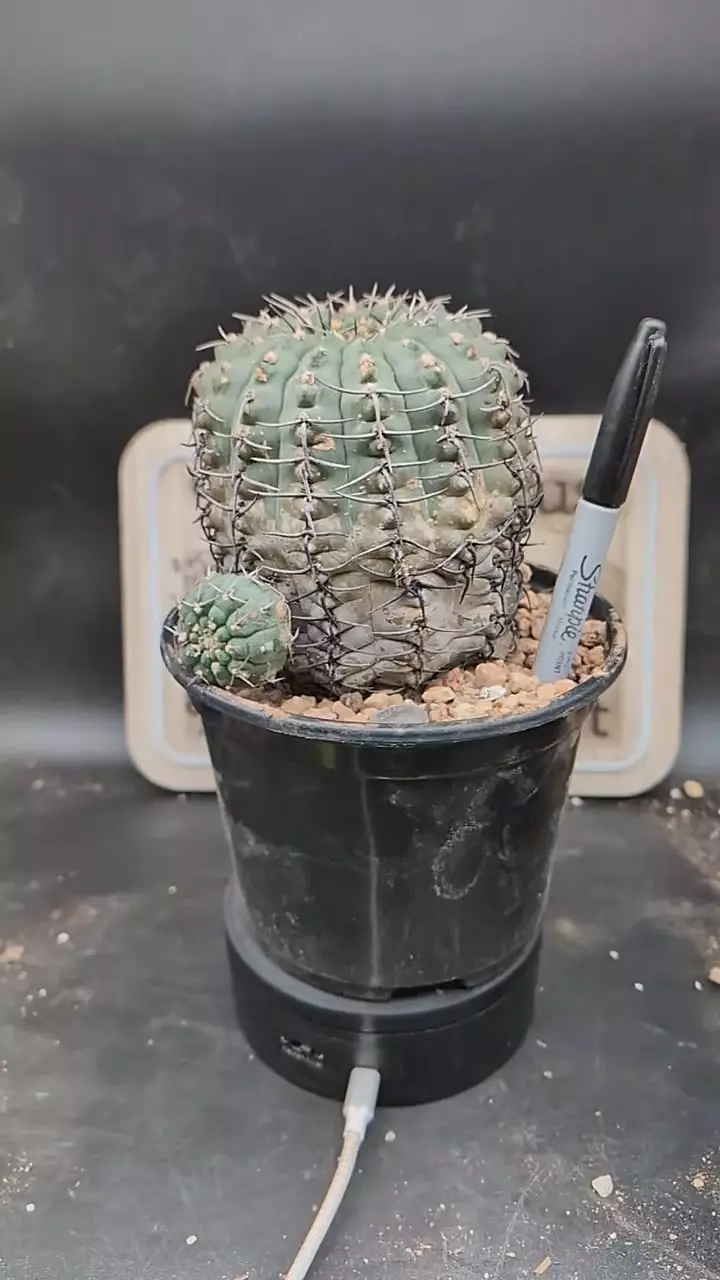 q259 huge Gymno ocho 6" pot thumbnail