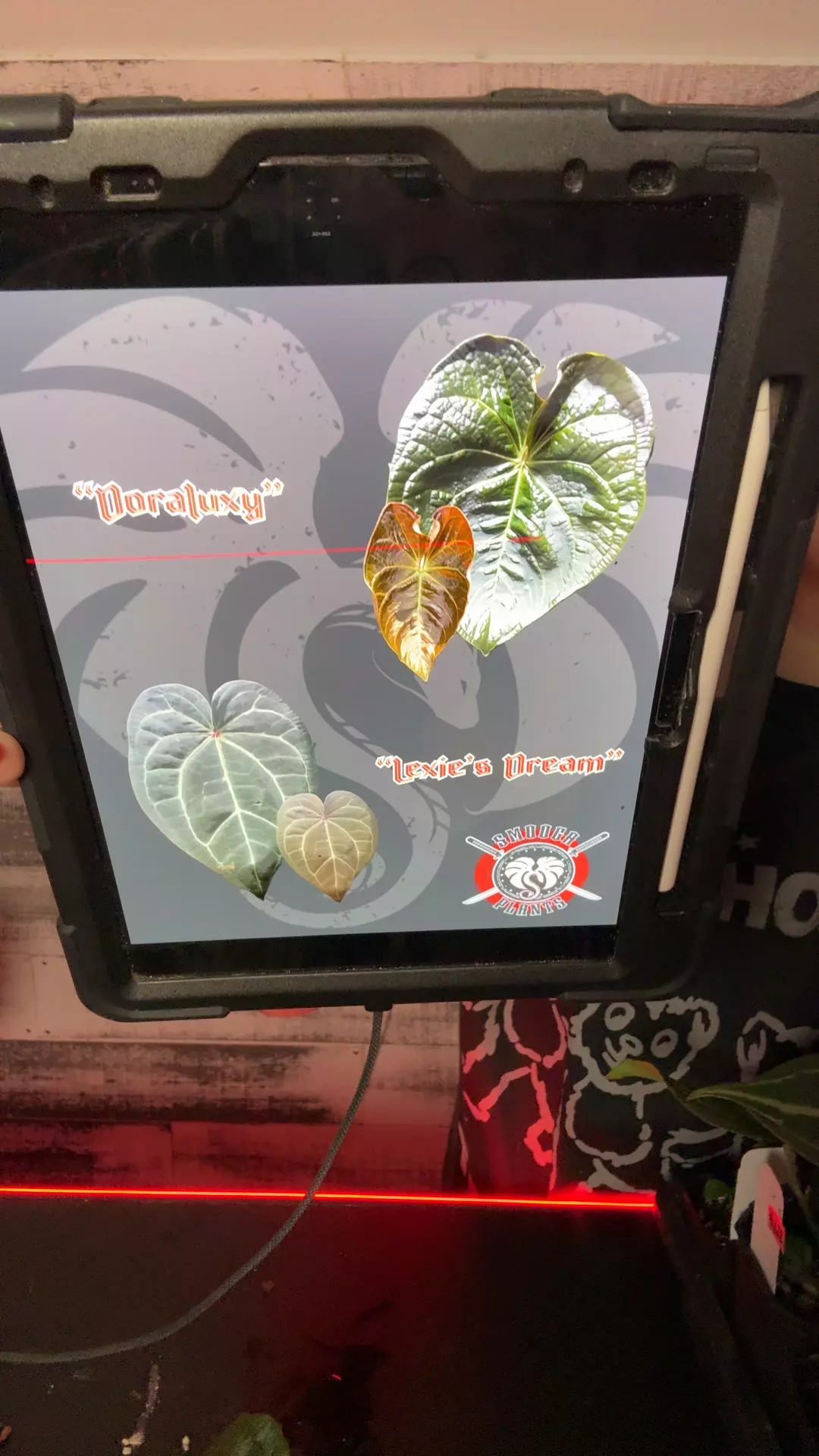 doralux x lexies dream (cc) 1 sprout thumbnail