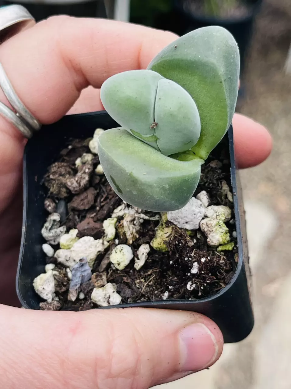 Cheiridopsis 2” thumbnail