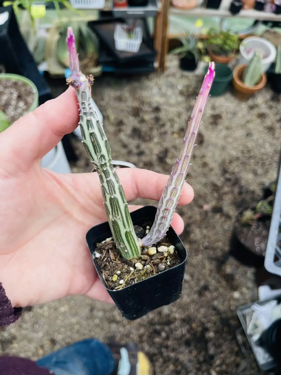 SenecioPickle Succulent cluster 2” thumbnail