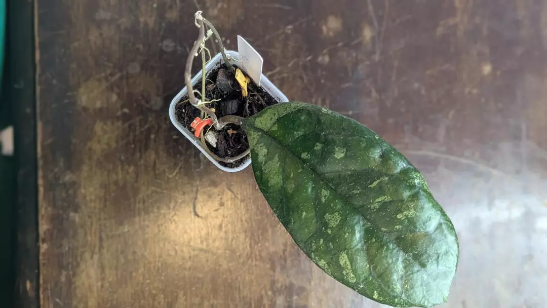 Hoya GPS 9303 thumbnail