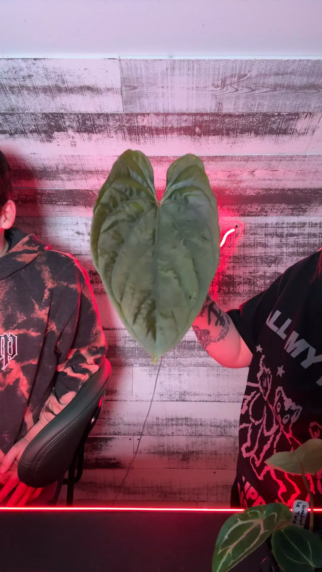 Circus Peanuts Clone (n) thumbnail