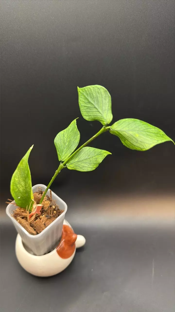 ❣️Hoya Polyneura thumbnail