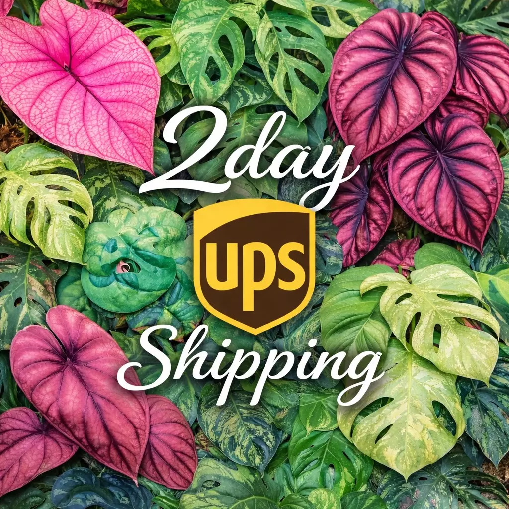 UPS 2 Day Shipping Upgrade thumbnail
