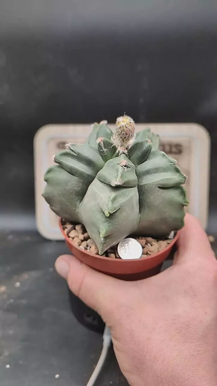 q262 big notchy myrio 4" pot thumbnail