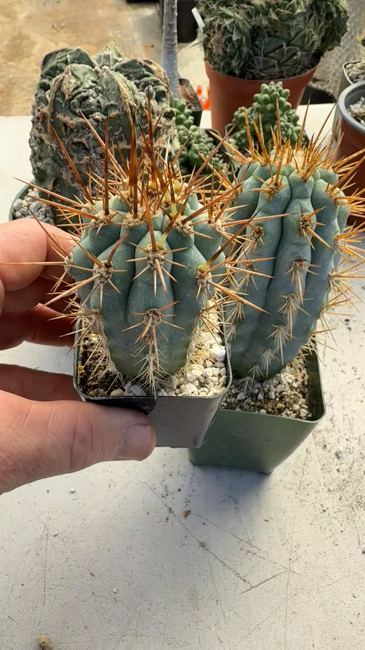 GC browningia hertilngia thumbnail