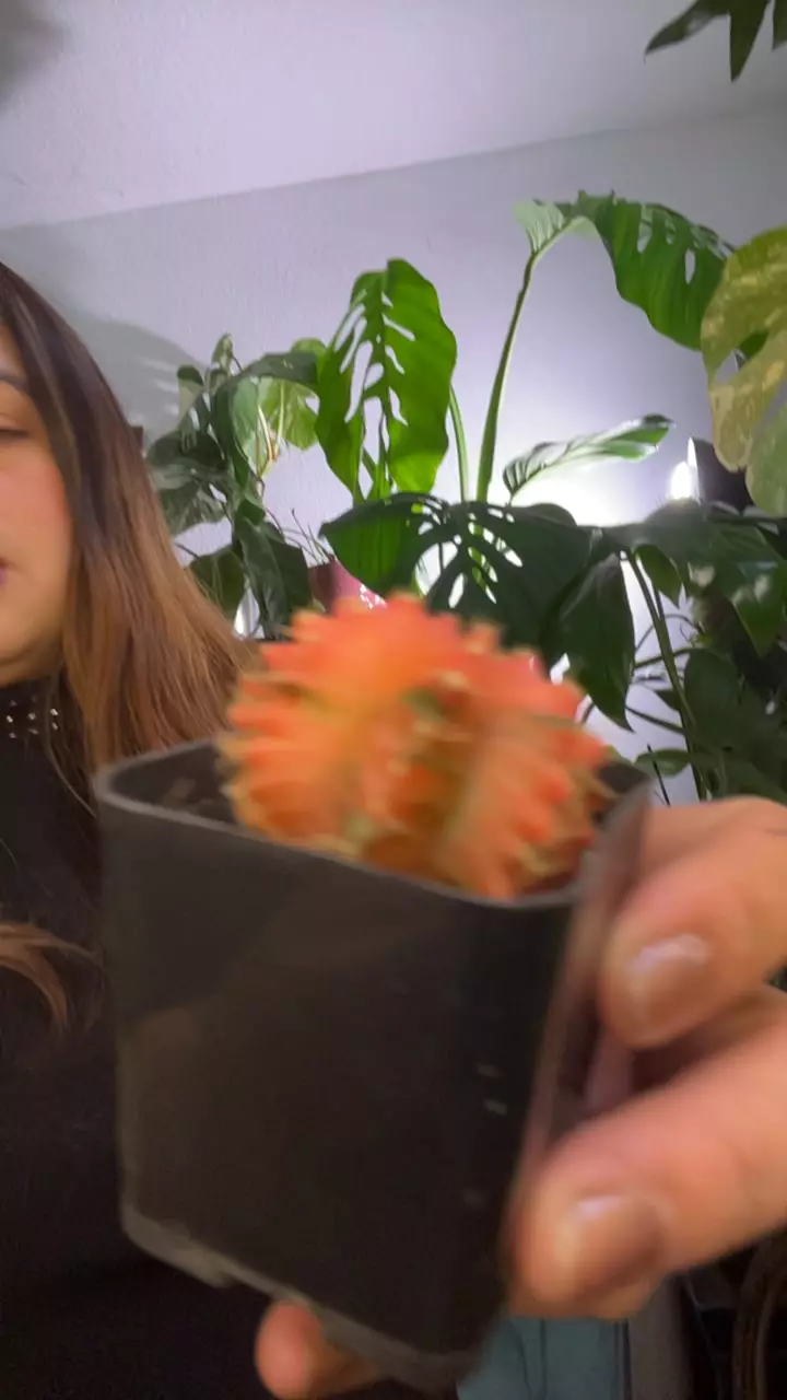 pink cactus thumbnail