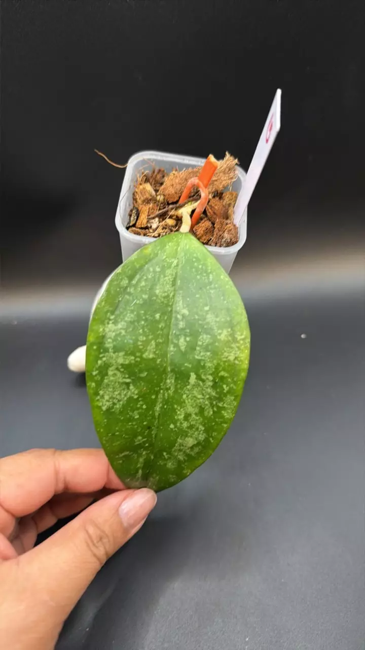 Hoya KSB08 #15 thumbnail