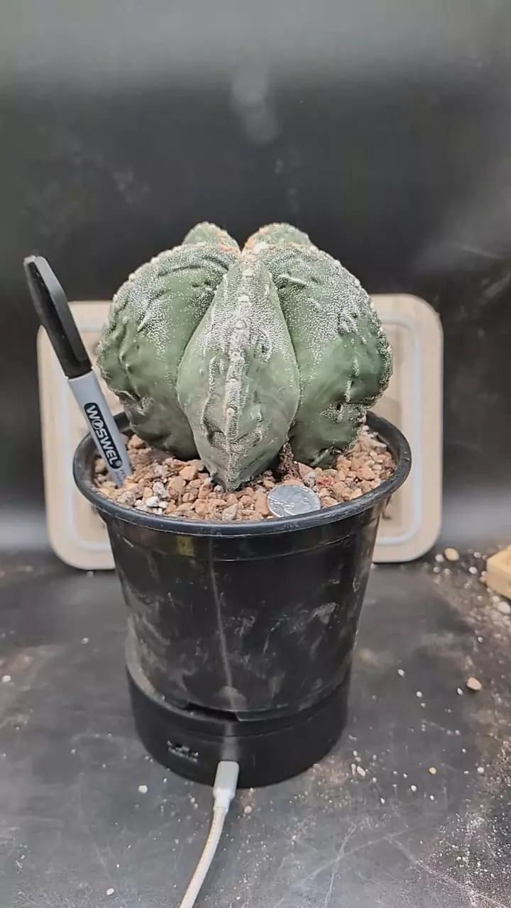 q266 huge Astro myrio fukuryu 6" pot thumbnail