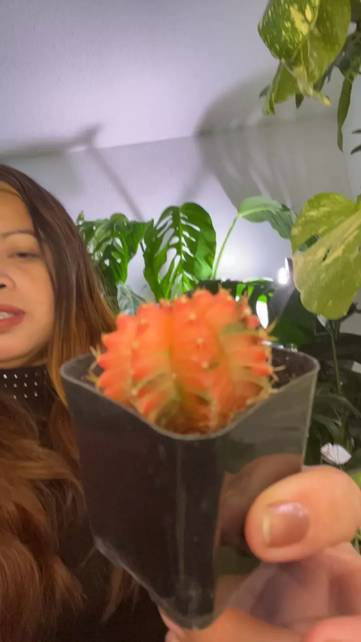 pink cactus thumbnail