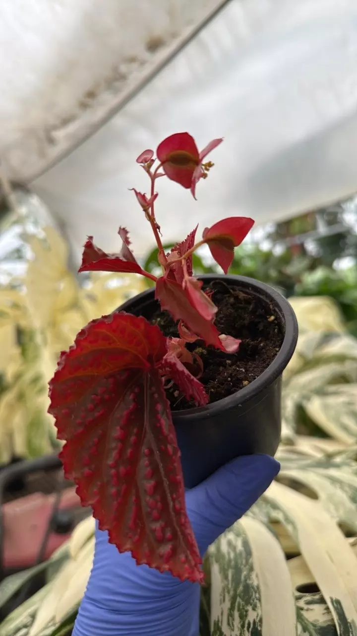 PS-5080 Begonia 'Redum' thumbnail