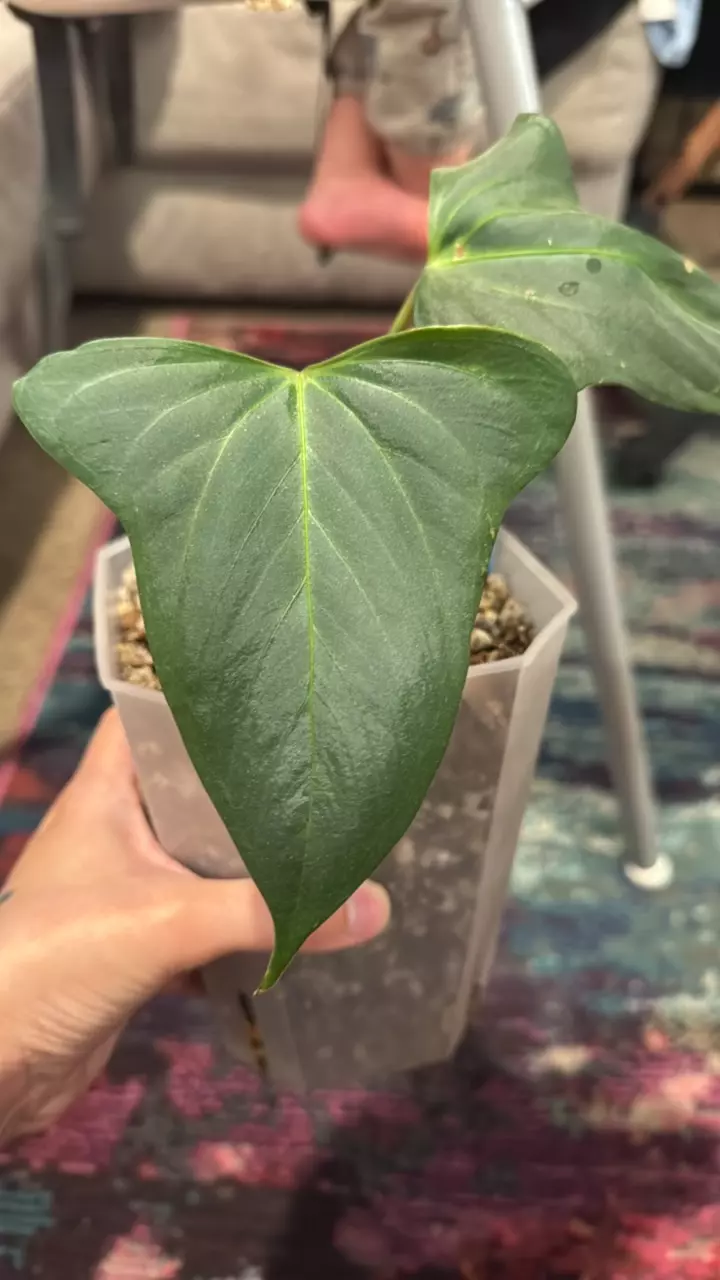 A24 Pure Dorito Port in cataphyl thumbnail