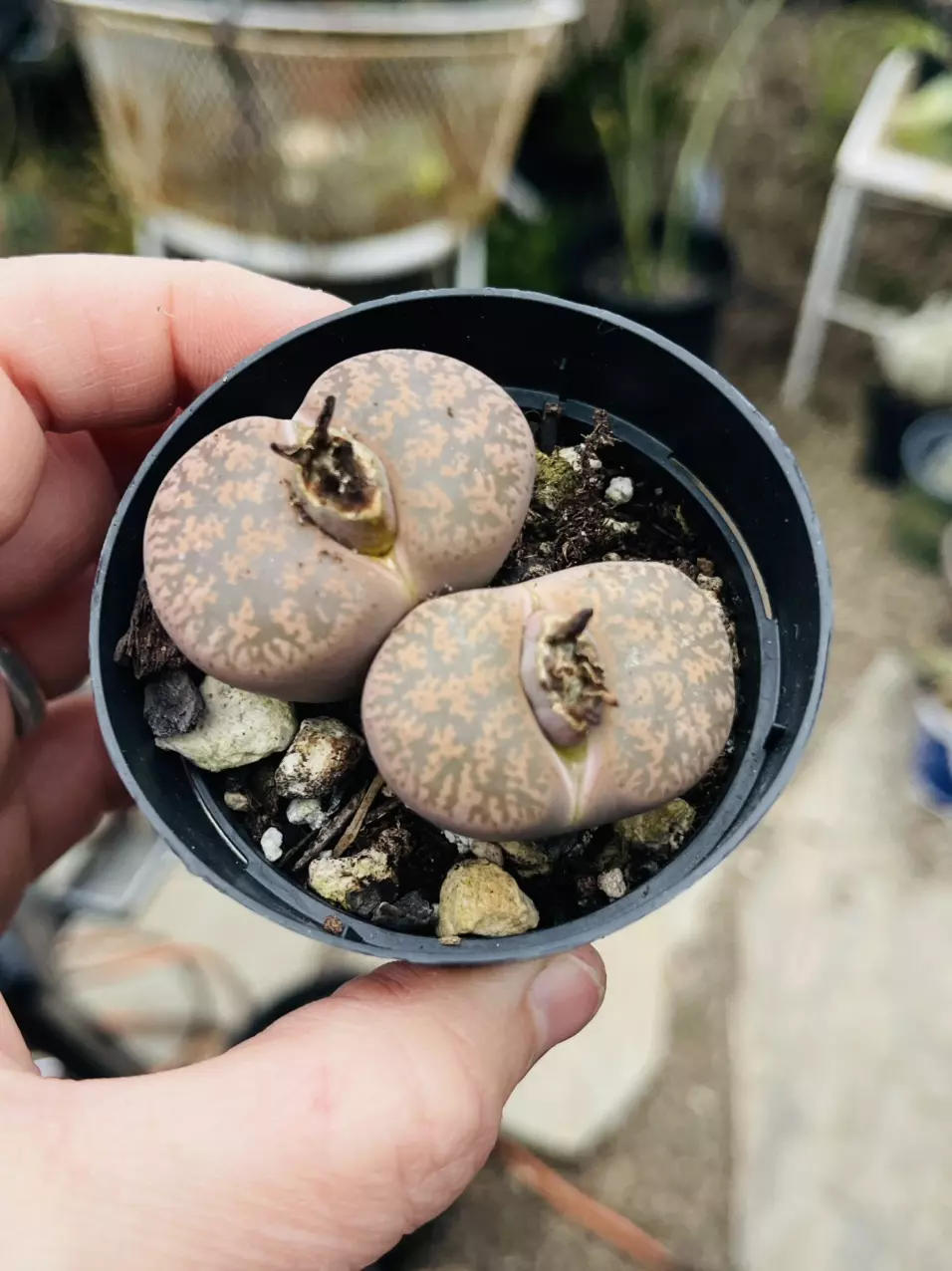 Lithops Double 2.5” thumbnail