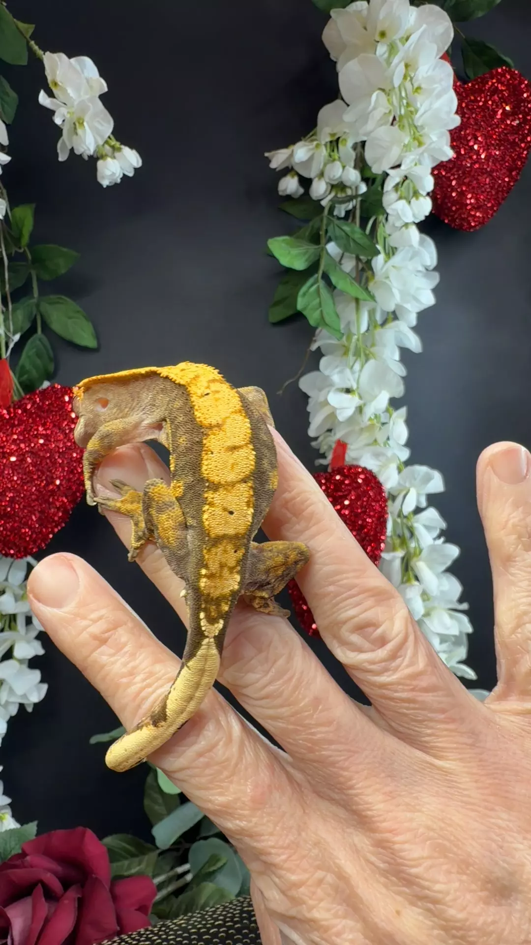 21g Male BB’s geckos thumbnail