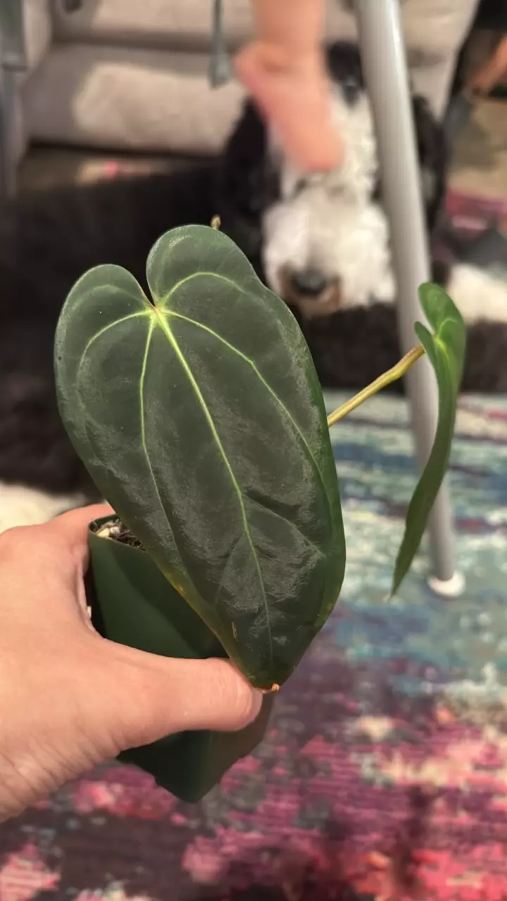 A22 Carla 0 x Variegated Crystal x Black Velvet thumbnail