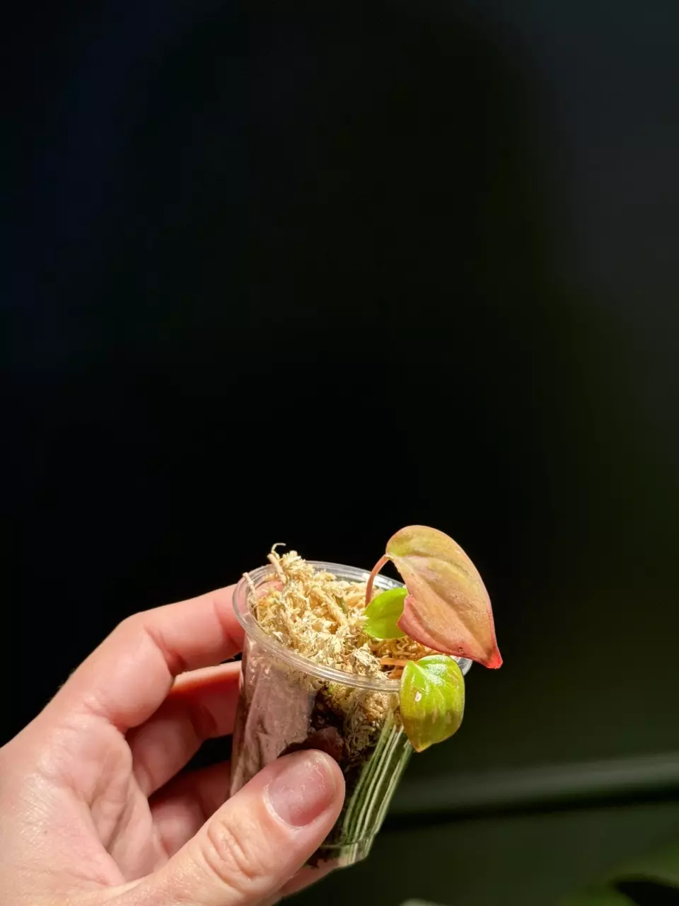 True Pink Micans thumbnail