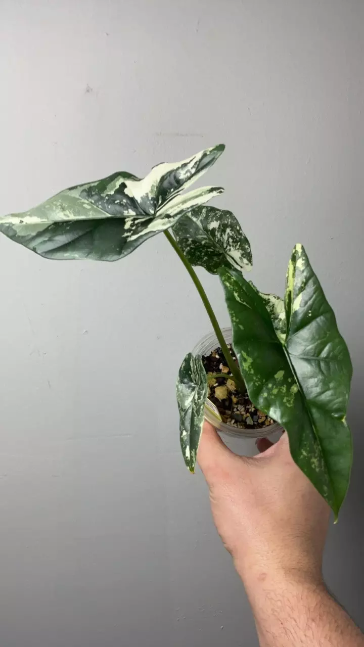 3126 Alocasia simpo albo thumbnail