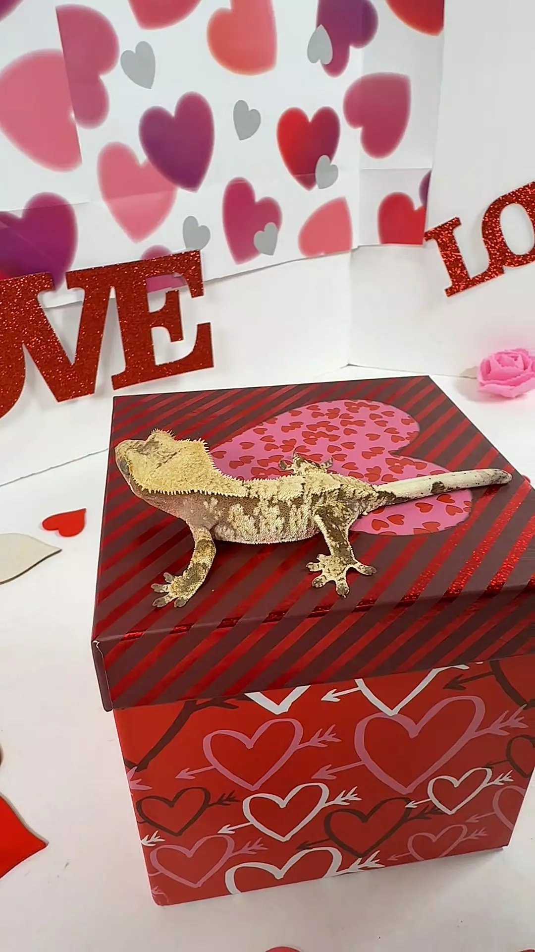 prob male 15g, 24CCSS1111 thumbnail