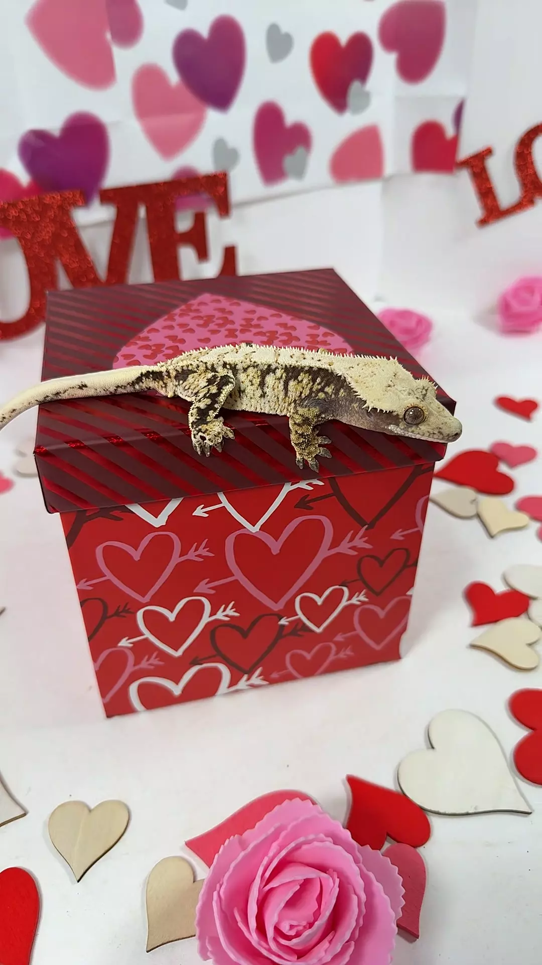 male 26g, 24NWBan1003 thumbnail