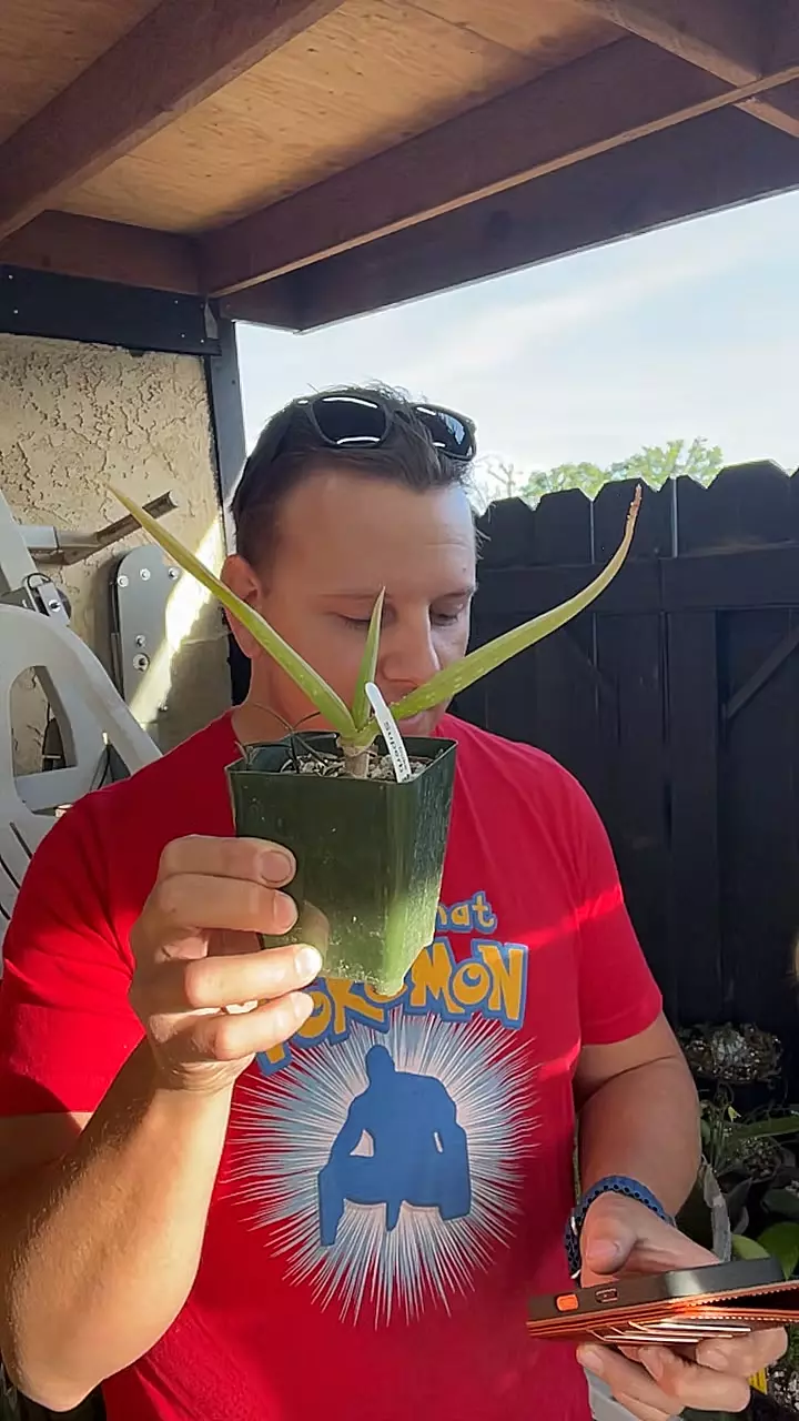 Aloe Sabaea Yemen Tree Aloe thumbnail