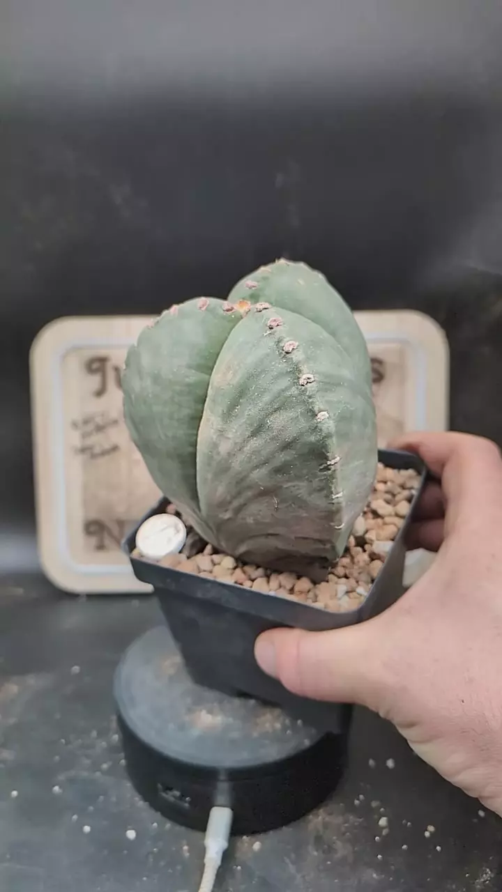 q274 huge 3 ribbed Astro myrio 4" pot thumbnail