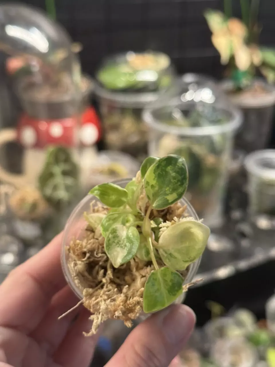 Double-header Variegated Billie thumbnail